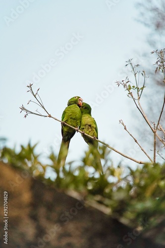 Portrait of Green Pionus in Nature