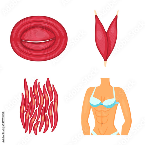Isolated object of muscle and cells logo. Collection of muscle and anatomy vector icon for stock.