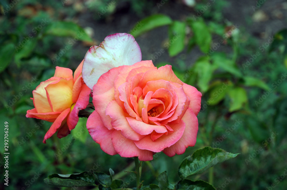 pink rose on a background of green leaves on a natural rose bush in the garden pink rose on a background of green leaves on a natural rose bush in the garden
