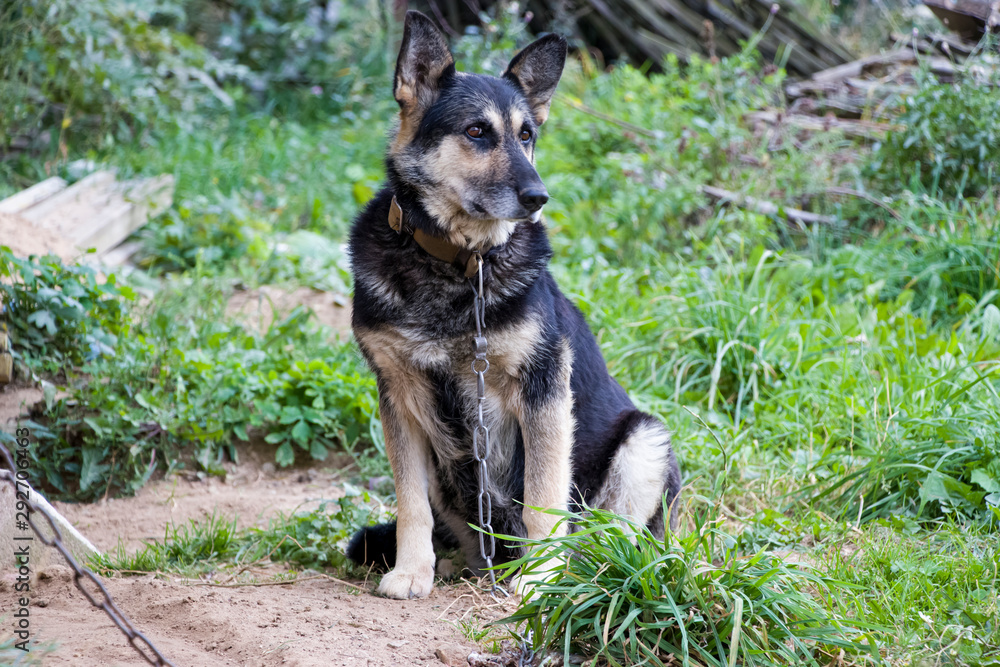 Sad dog The chain and fetters are not to anyone's joy. She is waiting for her master. Love your animals. We are responsible for those whom we tamed! Sad dog The chain and fetters are not to anyone's joy. She is waiting for her master. Love your animals. We are responsible for those whom we tamed!