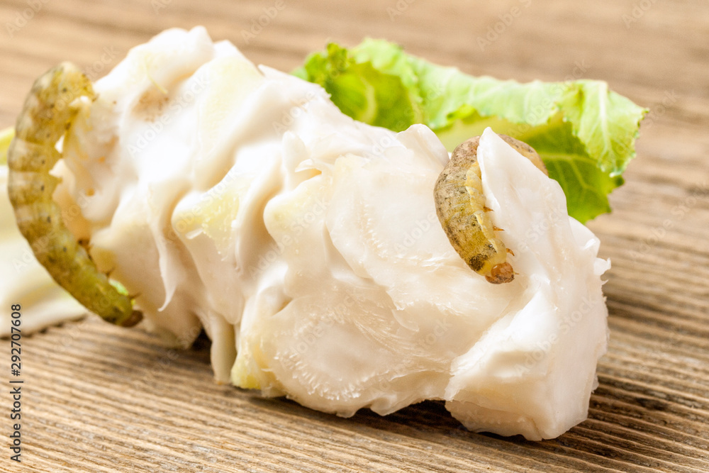 Cabbage caterpillar crawls on cauliflower with green leaves