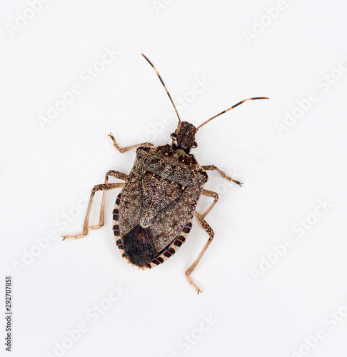 Brown Marmorated Stink Bug photo