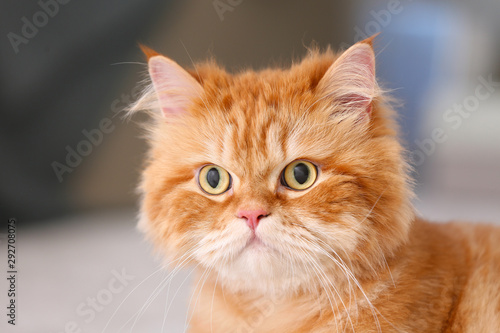 Cute Persian cat at home © Pixel-Shot