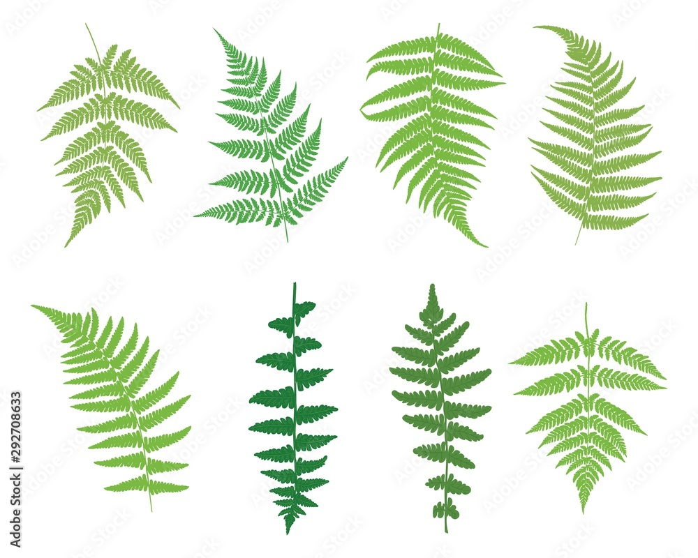 Set of fern leaves. Green ferns on a white background. Vector illustration. Set of fern leaves. Green ferns on a white background. Vector illustration.