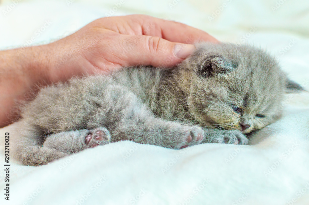 little kitten in a hand