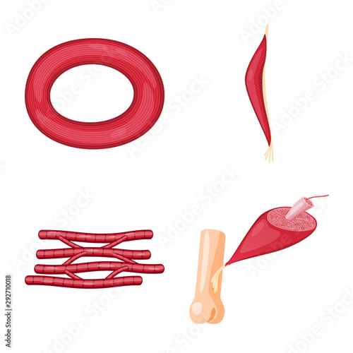 Vector design of muscle and cells symbol. Collection of muscle and anatomy stock vector illustration.