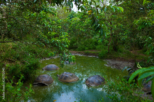 Tortuga gigante (Geochelone nigra), Reserva Natural El Chato, Finca Primicias, Isla Santa Cruz, Islas Galapagos, Ecuador photo