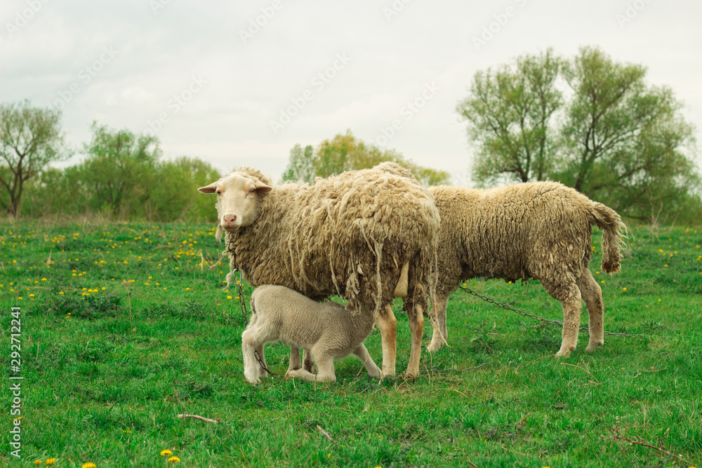 A white sheep grazes in a green meadow. A young sheep eats milk.
