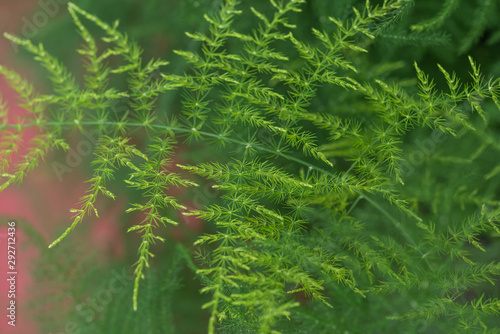 close up of a fern plant