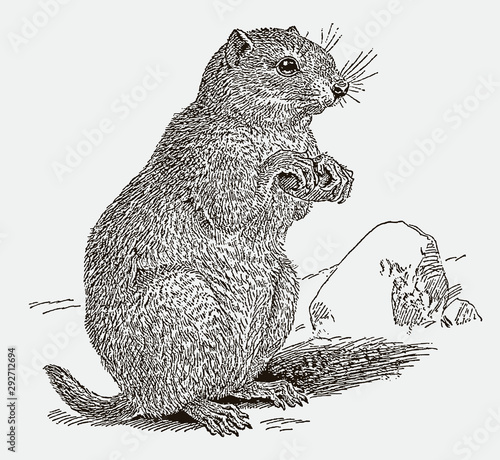 Prairie dog cynomys sitting upright on its hind legs. Illustration after an engraving from the 19th century