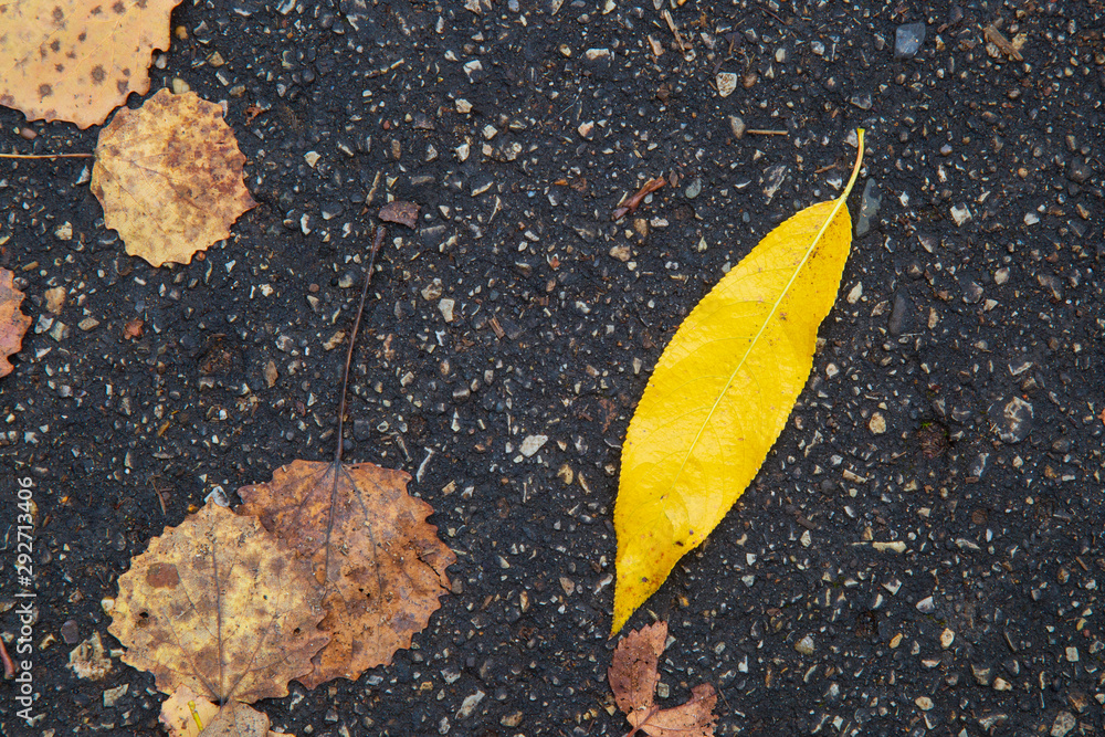 Yellow autumn leaves lie on the black asphalt.