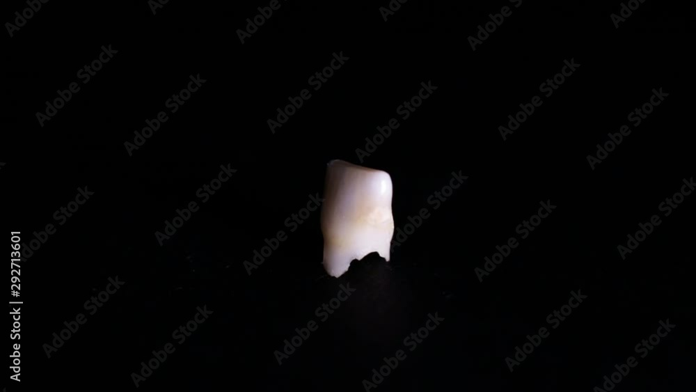 Close Up Of Child Milk Tooth Rotating On The Black Background. Close Up Of Child Milk Tooth Rotating On The Black Background.