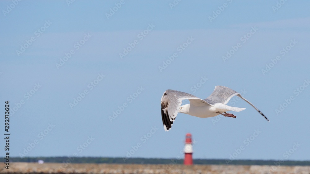 Fototapeta premium Ostsee Möve Leuchtturm Warnemünde 