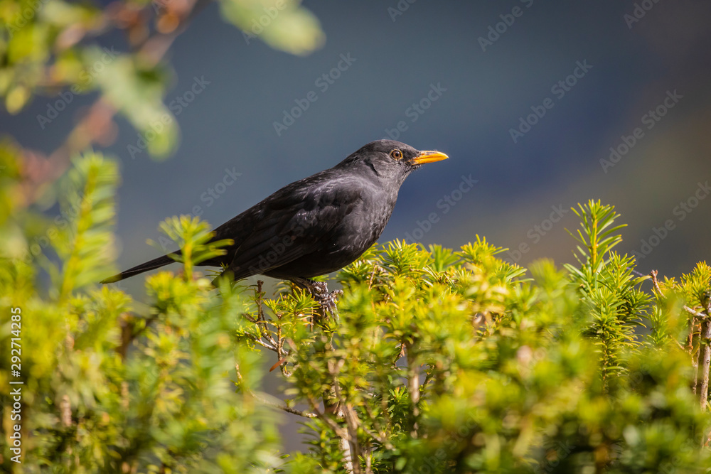 Obraz premium Amsel männlich sonnt sich im Garten