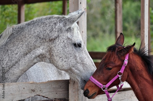 Grey terek horse and a small foal communicate © Дина Попова