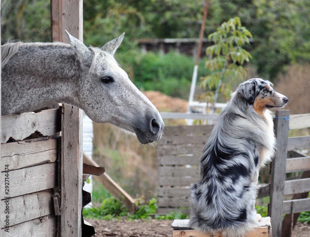 Gray horse saw marble Aussie Gray horse saw marble Aussie