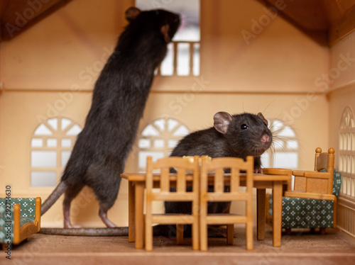 two little rats in a toy house.