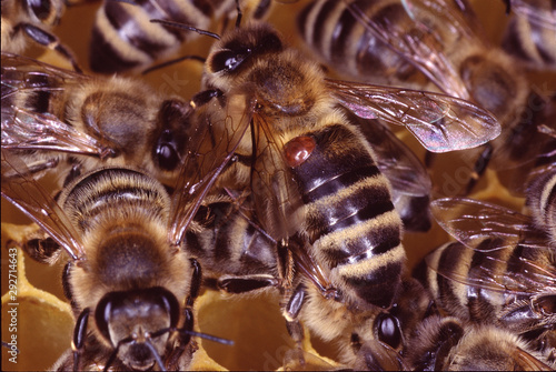 Varroa, Varroa mite, Varroose, Germany, Europe
