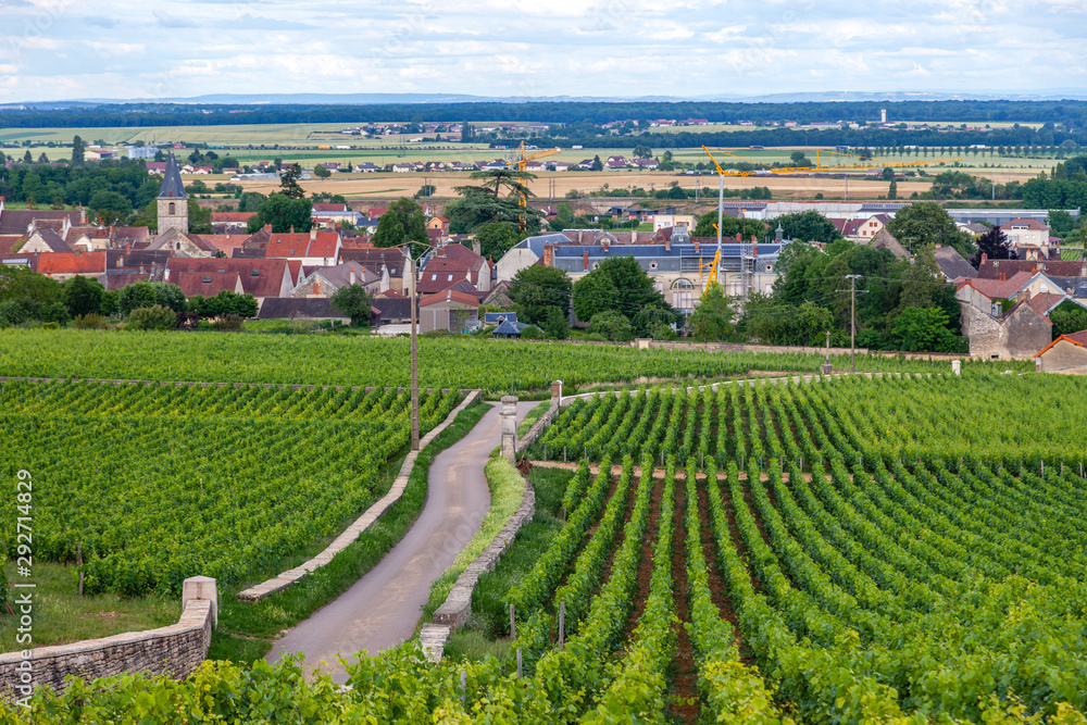 Closeup panoramic shot rows summer vineyard scenic landscape, plantation, beautiful wine grape branches, sun, limestone land. Concept autumn grapes harvest, nature agriculture background