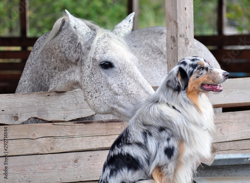 Grey horse warms his nose on marble Aussie