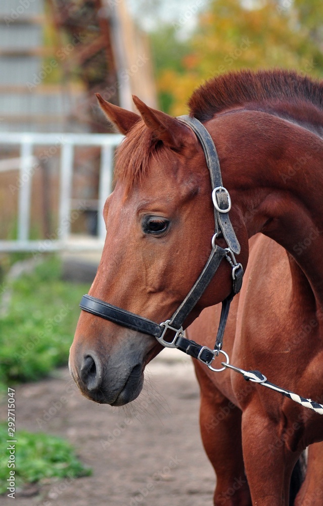 Fototapeta premium Portrait of a red stallion autumn day