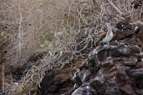 Pelicano pardo, Galapagos Islands, Ecuador, America, UNESCO WORLD HERITAGE photo