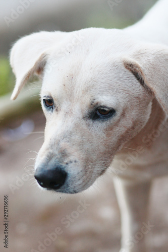 Cute white dog on street