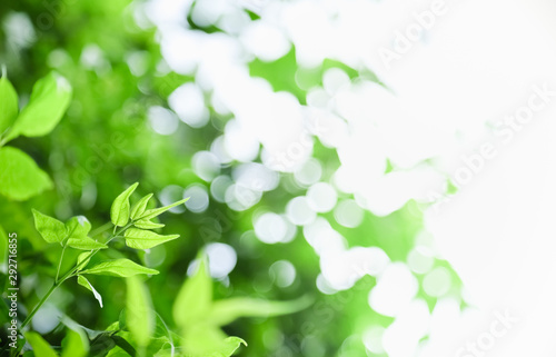 Close up of nature view young green leaf on blurred greenery background under sunlight with bokeh and copy space using as background natural plants landscape, ecology wallpaper concept. © Montri Thipsorn