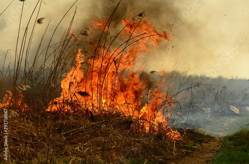 coastal zone of marsh creek, strong smoke from fire of liana overgrowth. Spring fires of dry reeds dangerously approach houses of village by river Cleaning fields of reeds, dry grass. Natural disaster photo