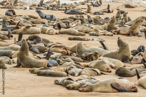 Große Gruppe von Robben am Strand von Cape Cross, Namibia, bei Swakopmund an der Skelettküste