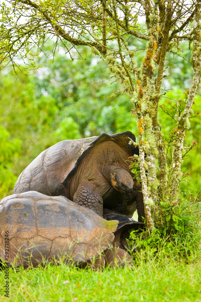 Naklejka premium Tortuga gigante (Geochelone nigra), Reserva Natural El Chato, Finca Primicias, Isla Santa Cruz, Islas Galapagos, Ecuador, America, UNESCO WORLD HERITAGE