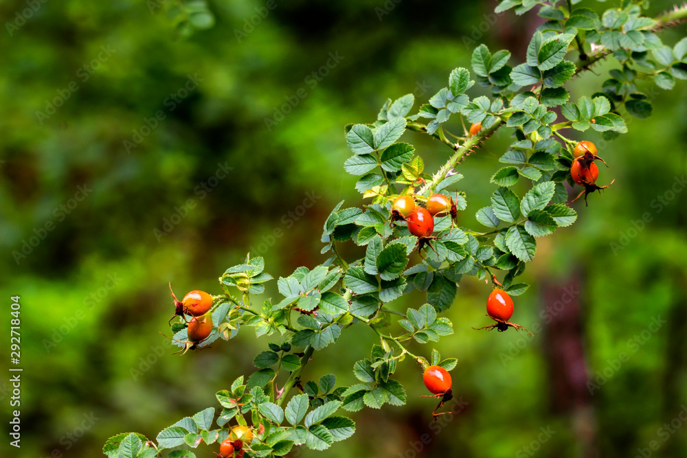 Rosehip branch with ripe fruits.