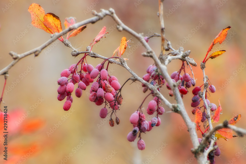 The barberry bush is covered with red berries. Berries close-up. The barberry bush is covered with red berries. Berries close-up.