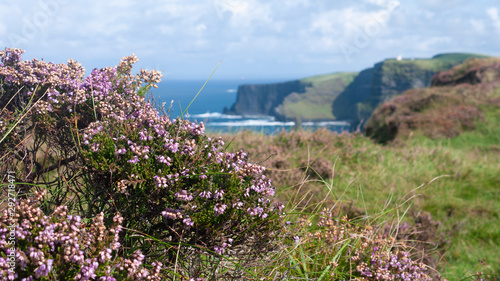 Purple wild flowers growing at the top of the famous & beautiful Cliffs of Moher in County Clare, Ireland. Taken on a sunny summer day with blue sky & ocean in background.