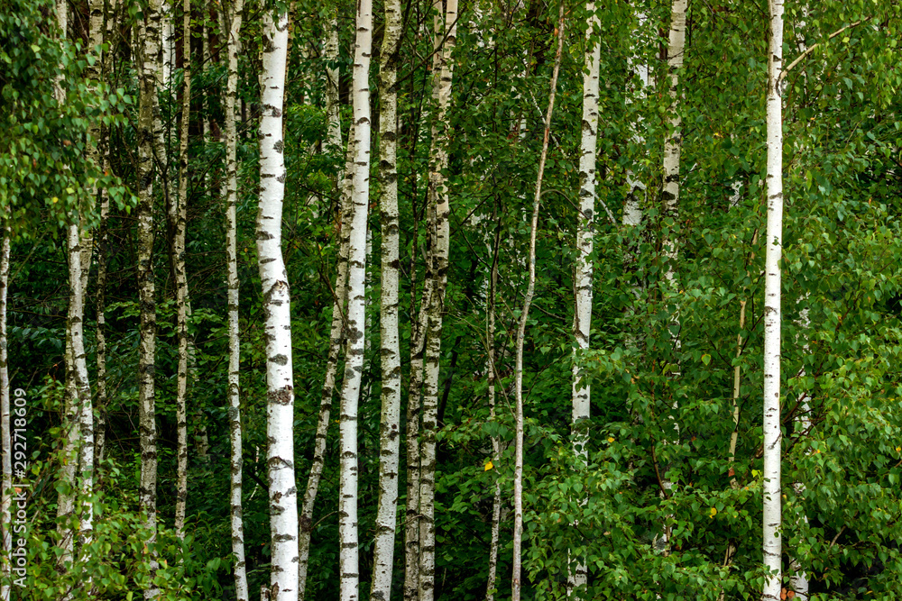 Fototapeta premium Forest birch grove of northeast Poland.