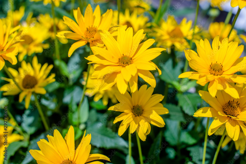 A yellow daisy blooms in the country garden A yellow daisy blooms in the country garden