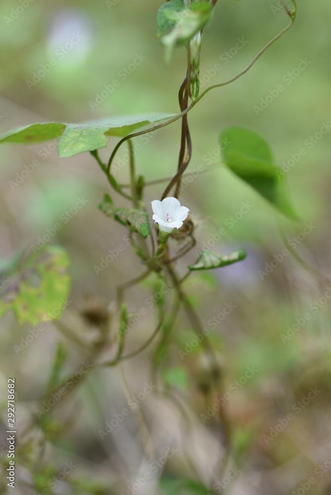 Ipomoea lacunosa is native to North America and has small white flowers on the roadside. Ipomoea lacunosa is native to North America and has small white flowers on the roadside.