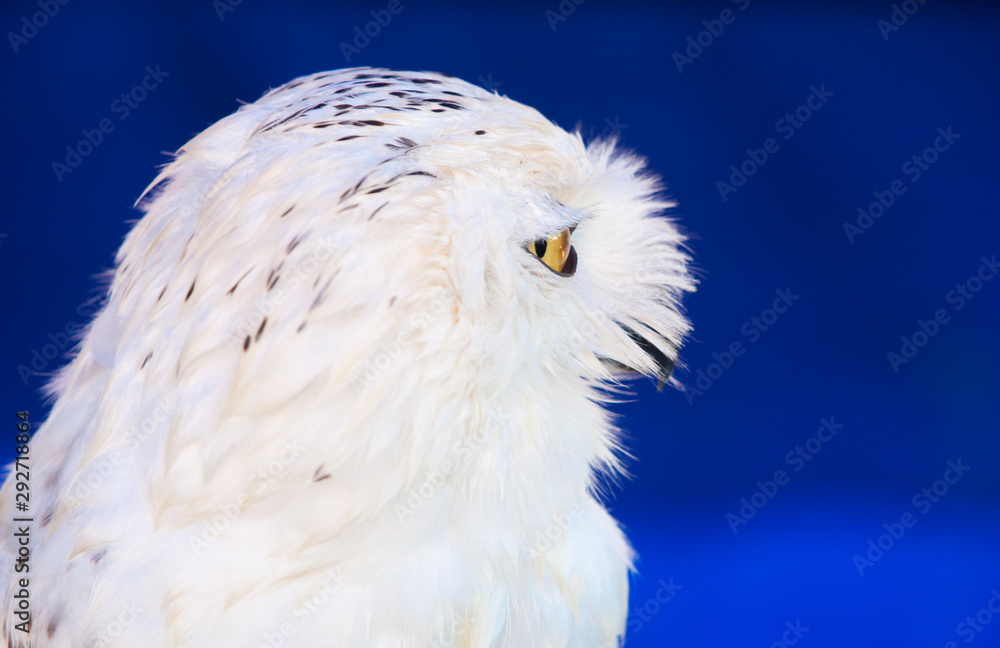 Obraz premium Snowy owl head shot or Bubo scandiacus