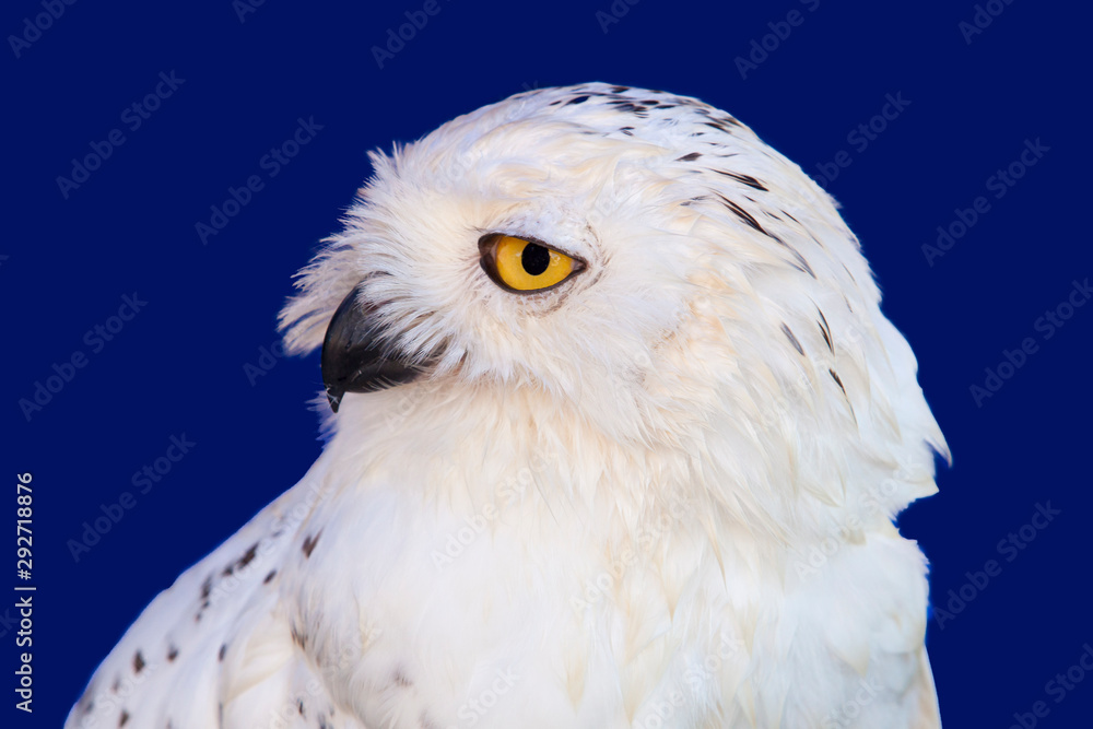 Obraz premium Snowy owl head shot or Bubo scandiacus