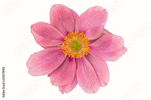 blossom of a windflower isolated on white background