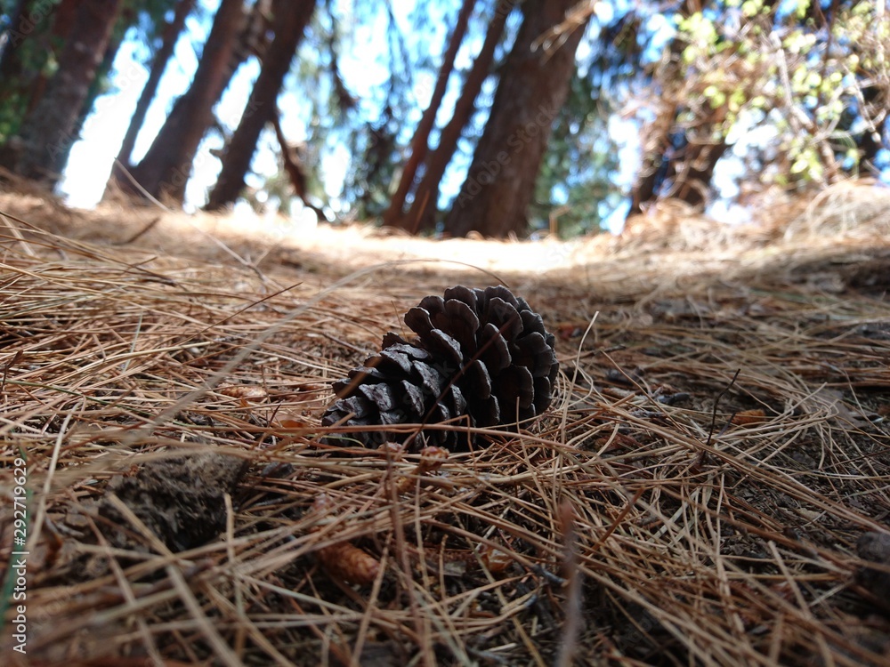 Obraz premium pine tree seed