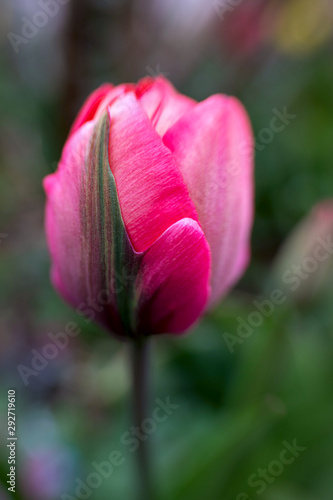 dreamy little tulip  shallow depth of field