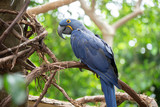 hyacinth macaw is watching the activity from his perch
