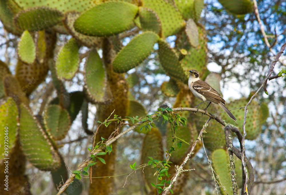 Cucuve en el sendero a Playa Bahía Tortuga, Isla Santa Cruz, Islas Galapagos, Ecuador Cucuve en el sendero a Playa Bahía Tortuga, Isla Santa Cruz, Islas Galapagos, Ecuador