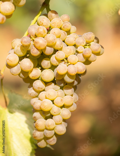 close-up of a wine strain