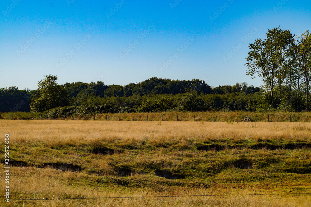 trees in the field in autumn trees in the field in autumn