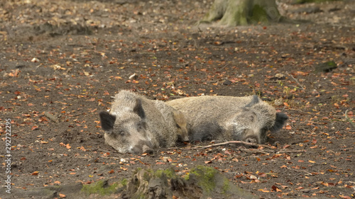 a cute wild boar piglet huddled between his mum and dad
