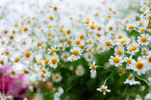 Flowers in garden