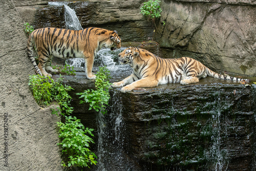 adult tigers are talking to each other