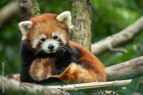 red panda has spotted you and is watching